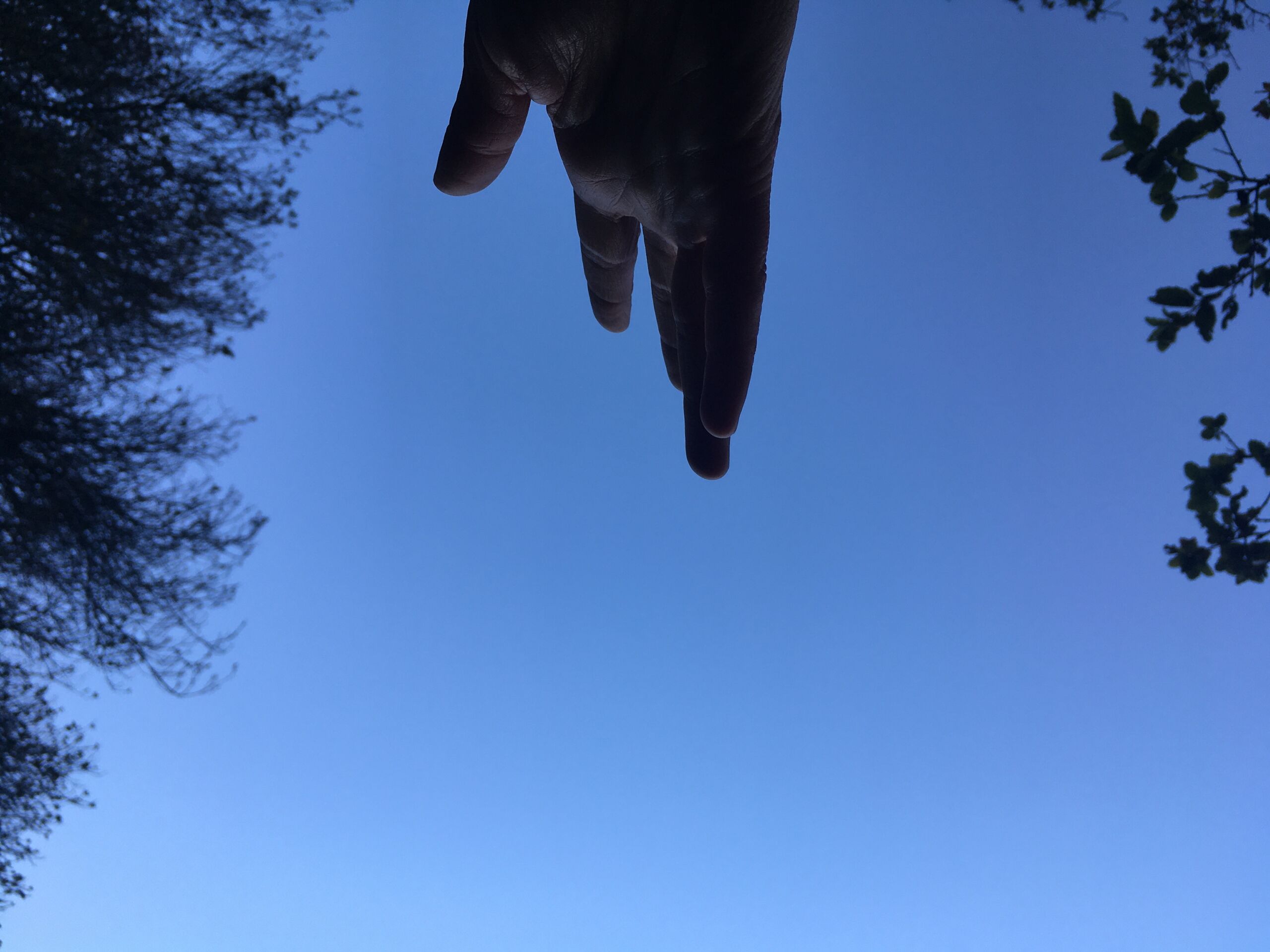 Image is a photo of a hand viewed from below, reaching between the silhouette of two trees with a blue sky